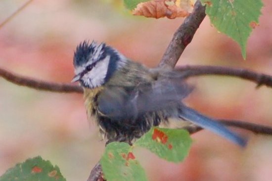 Vögel im Baum, dieses Wochenende (Chronistenpflicht)
