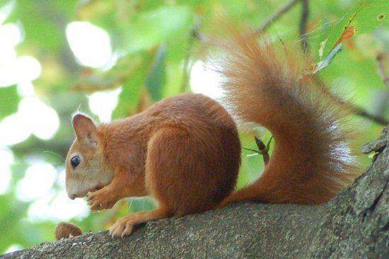 2009-09_eichhoernchen