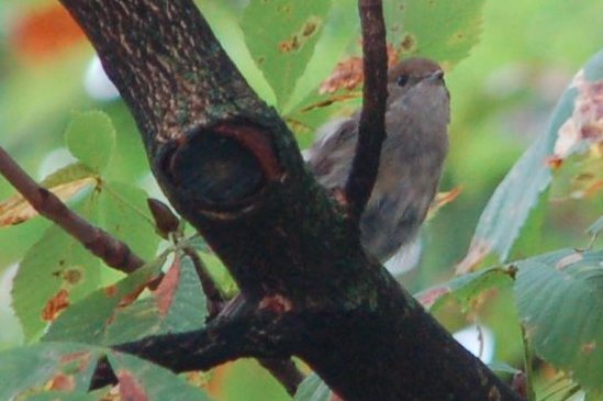 2009-09_gartengrasmuecke