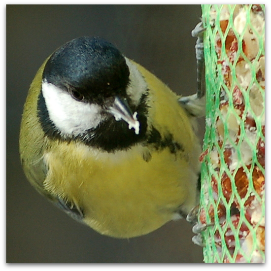 2013_01_26-5_meise2
