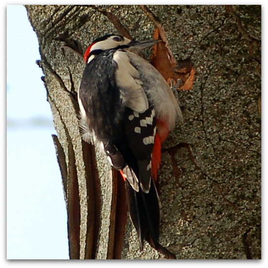 2013_01_26-7_specht3
