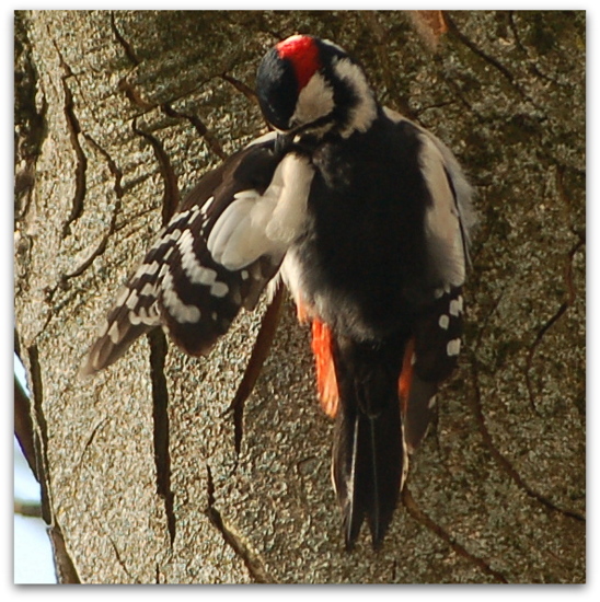 2013_01_26-9_specht5