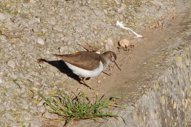 Vogel