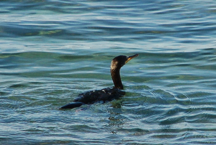 Kormoran