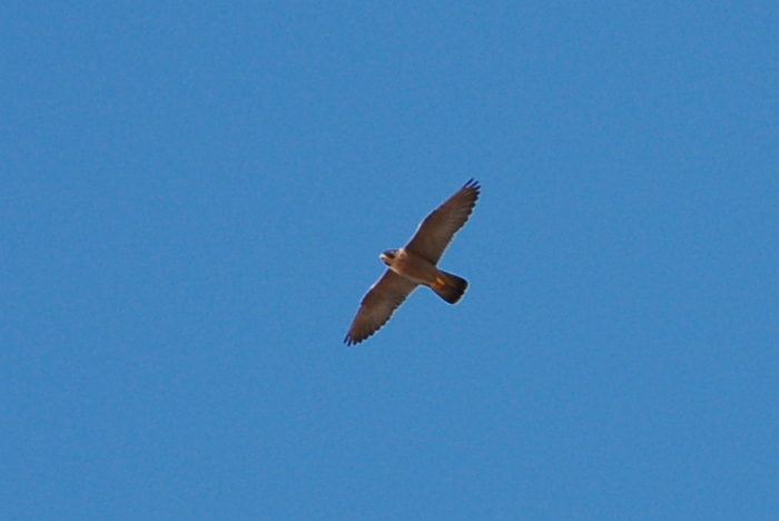 Greifvogel