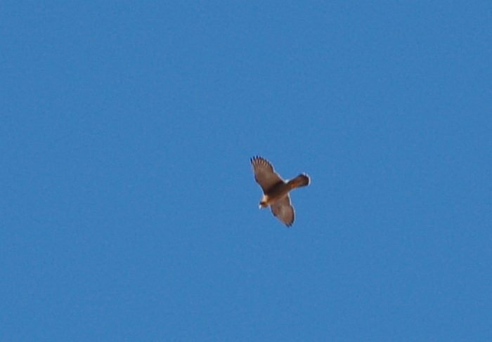 Greifvogel