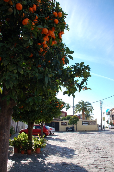 Platz mit Orangenbäumen