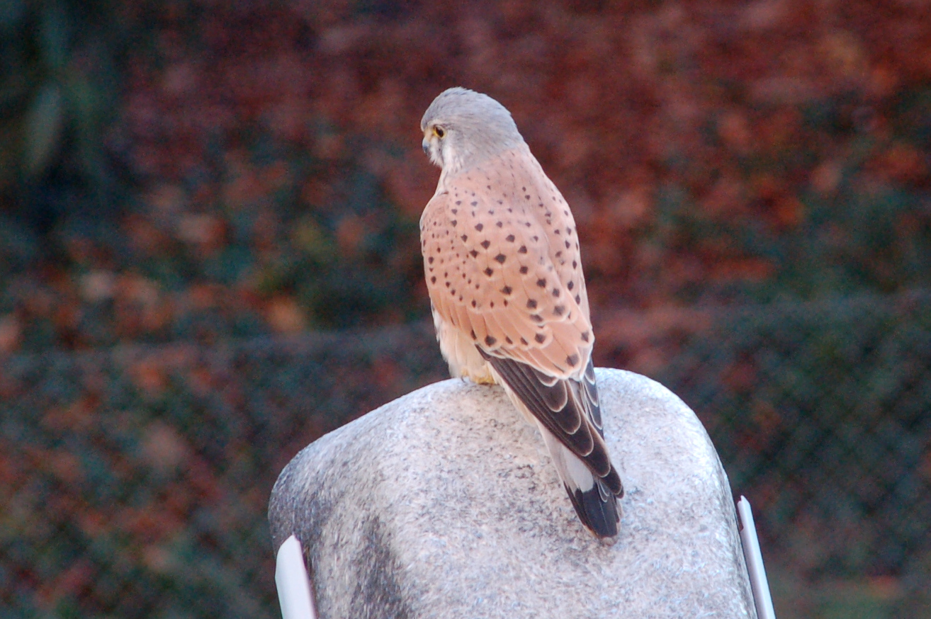 Meine Tröts der Woche: Falke, Konferenztische, Karteikarten