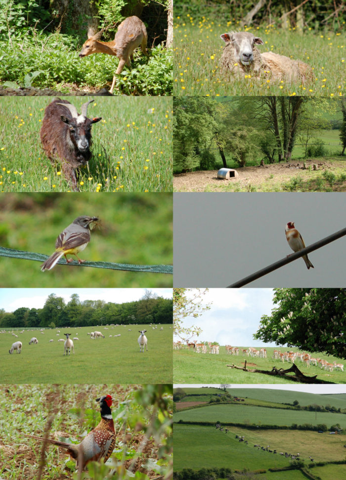 Collage mit Tieren auf dem Cotswold Way