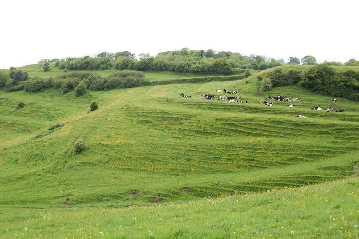 Typische Lynchets ("Ackerterrassen") , eine Erscheinung beim Pflügen von Hängen