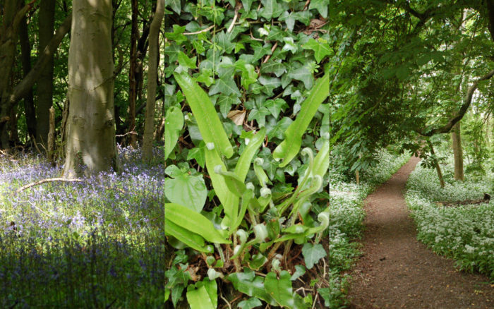 Bluebells, Hirschzungenfarn, Bärlauch