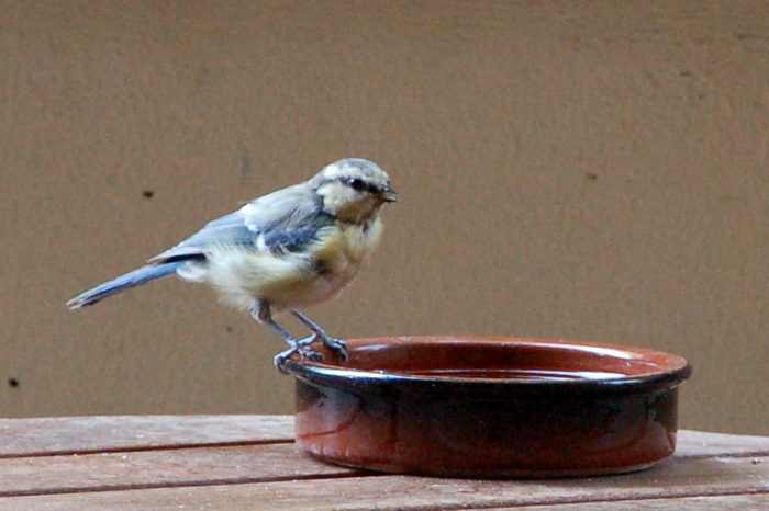 Blaumeise an Wassernapf