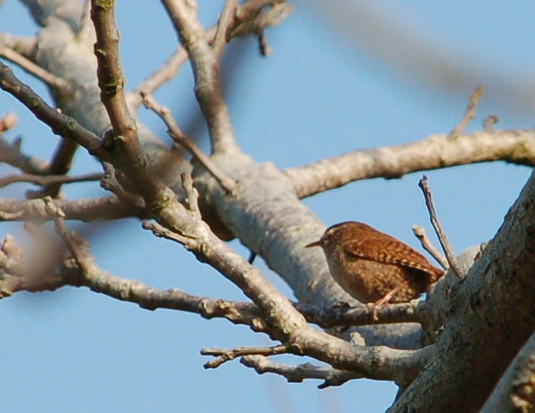 brighton2015_kipling_bird