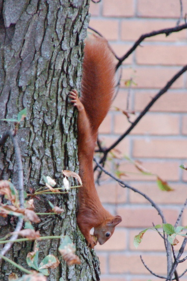Letzte Eichhörnchen vor dem Schulanfang