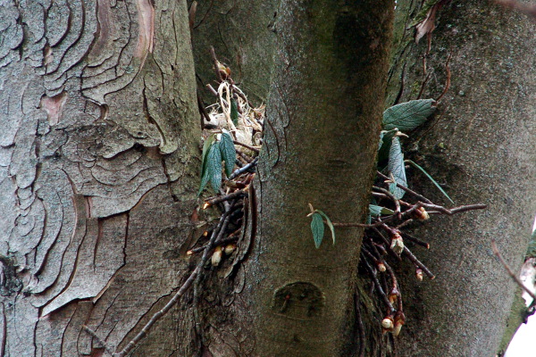 eichhoernchen_bau_11