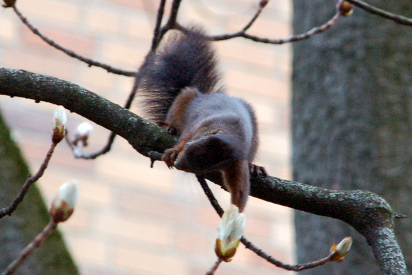 eichhoernchen_bau_2