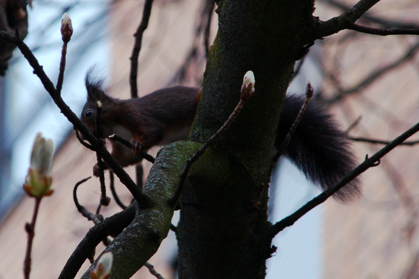 eichhoernchen_bau_5