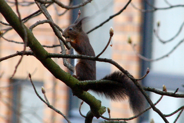 eichhoernchen_bau_8