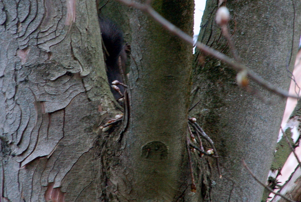 Eichhörnchen-Frühling