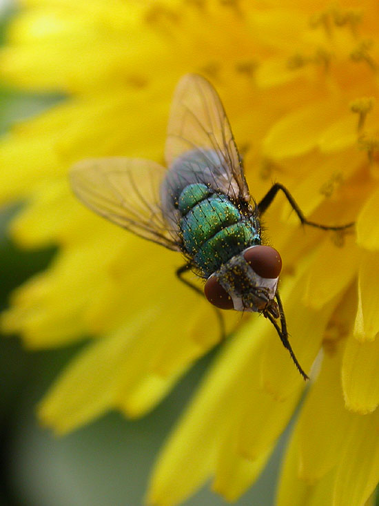 Blumen und Bienen… äh, Fliegen