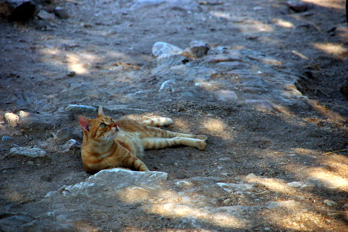 greece_acropolis_cat1