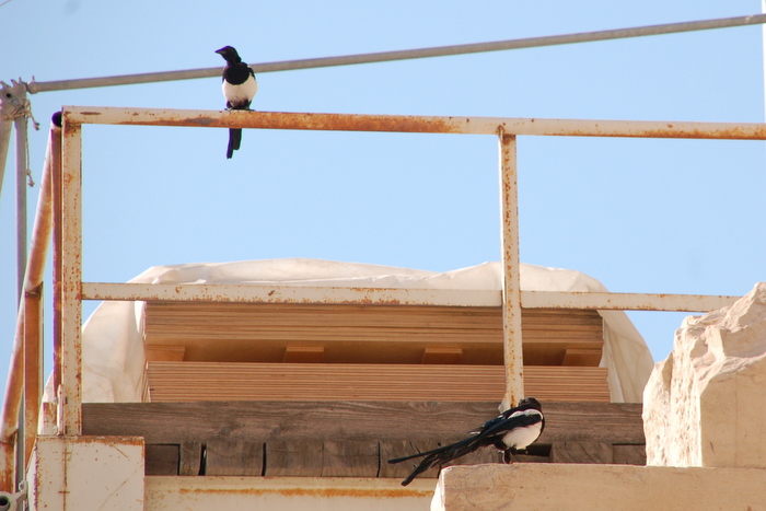 greece_acropolis_magpies