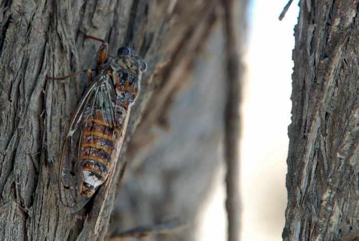 greece_athens_cicada