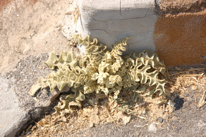 greece_athens_plant