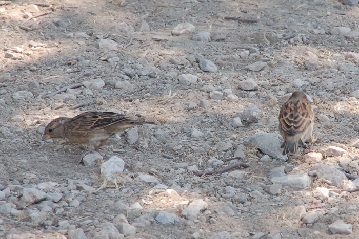 greece_athens_sparrows