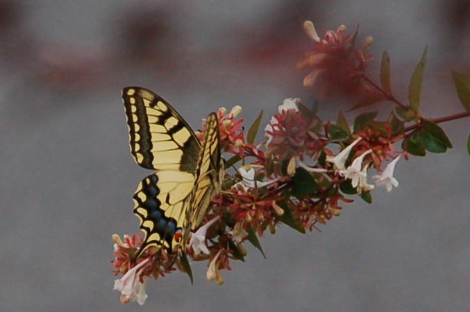 greece_butterfly1