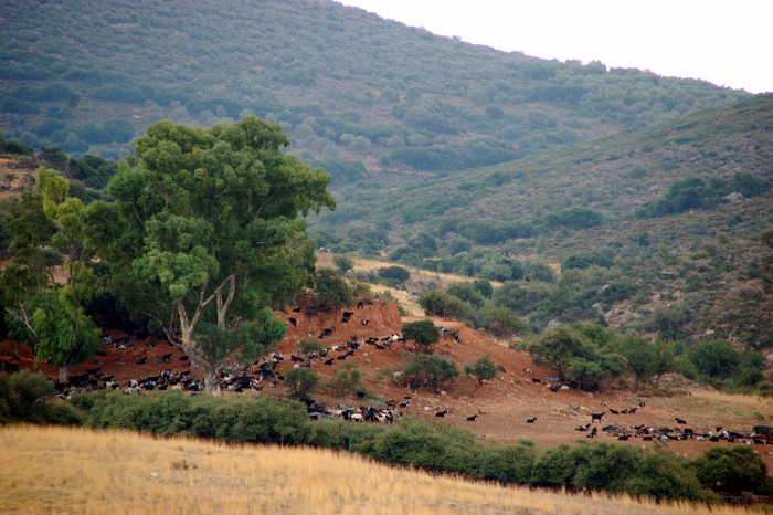 greece_mycenae_goats