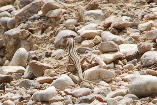 greece_olympia_lizard