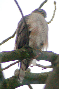 greifvogel2