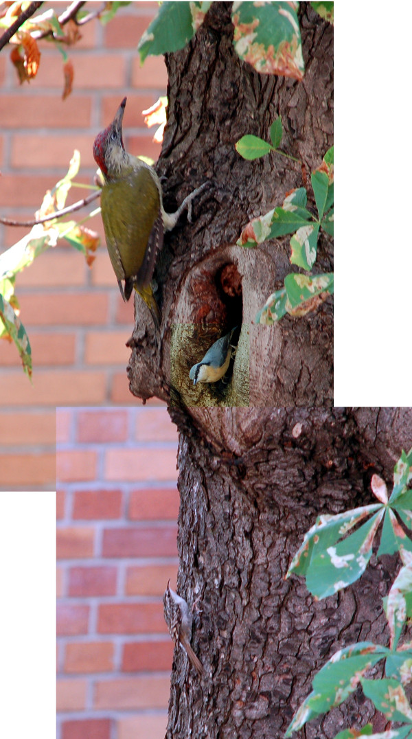 Vögel im Baum, 2014