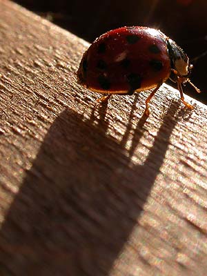 Letzter Sonnentag am Wochenende