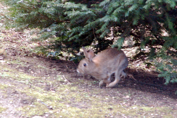 kaninchen_2015_1