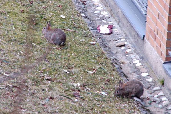 Tiere gestern und heute