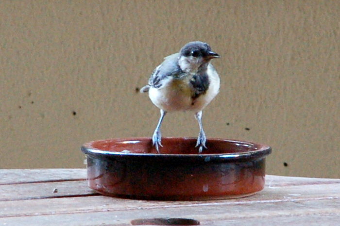 Kohlmeise an Wassernapf