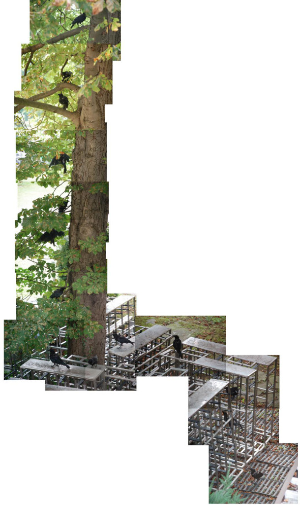 kraehe_baum_2014