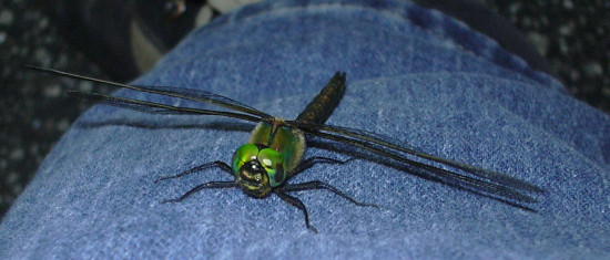 libelle