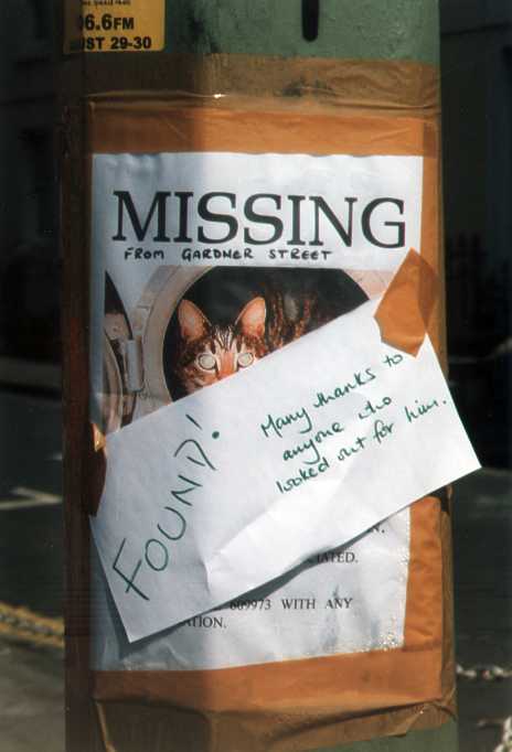 missingcat.jpg