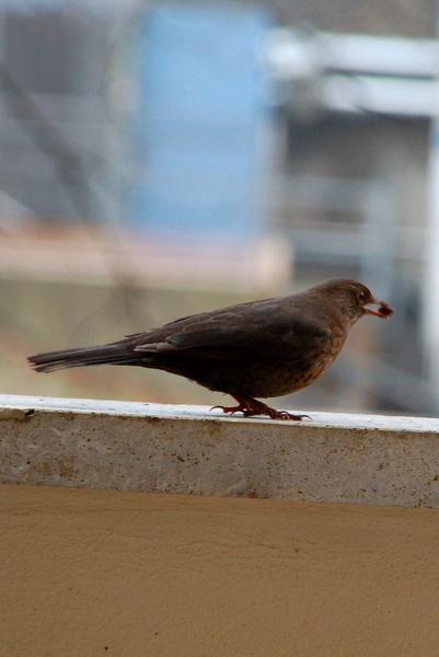 schwanzmeisen2016_amsel