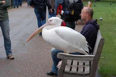 Fotogelegenheit im St. James’s Park in London