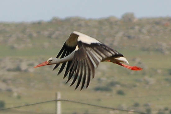 storch1.jpg