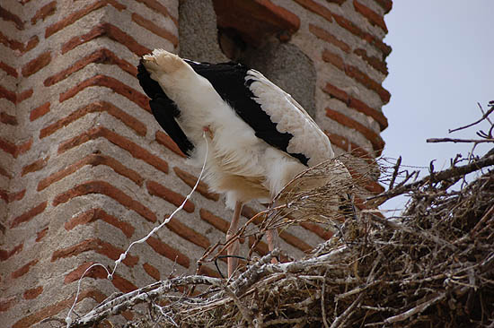 storch2.jpg
