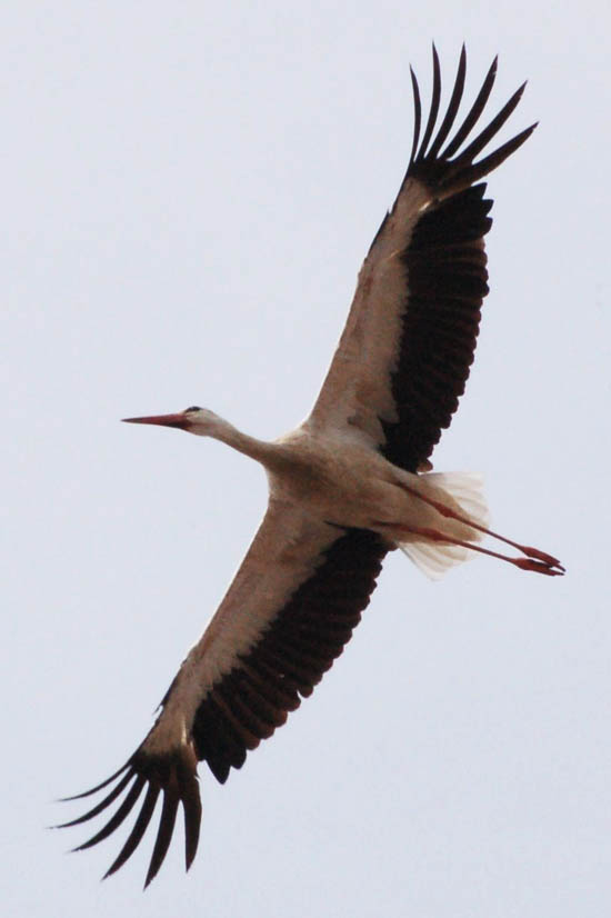 Zurück aus dem Urlaub. Größere Vögel.