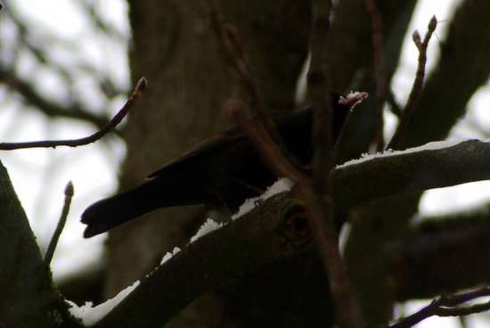 tierschau_2013_01