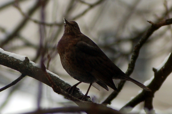 tierschau_2013_02