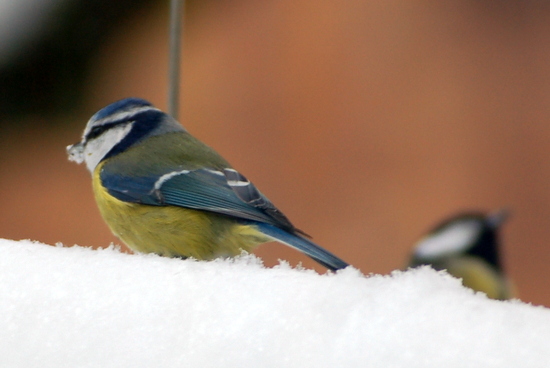 tierschau_2013_03