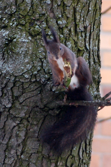 tierschau_2013_04
